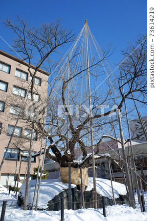 盛岡冬季石分裂櫻花 盛岡冬季石分裂櫻花 73614219