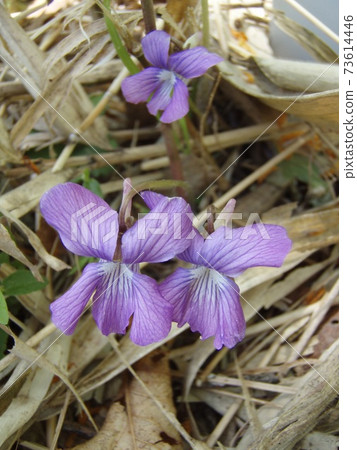 Sakura violet 73614446
