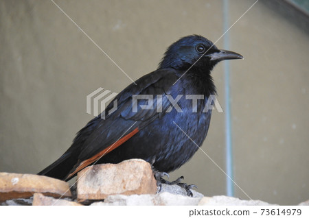 南非，開普半島，奇博峰自然保護區，野生鳥類 73614979