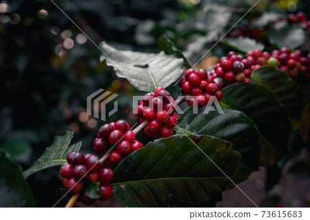 Red ripe arabica coffee under the canopy of trees in the forest 73615683