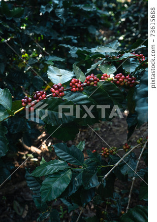 Red ripe arabica coffee under the canopy of trees in the forest 73615688