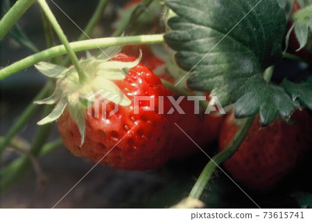Strawberry Harvest Strawberry Harvest 73615741