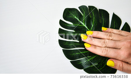 Female hand with yellow nail design. Yellow nail polish manicure. Female hand hold green leaf on grey background. 73616338