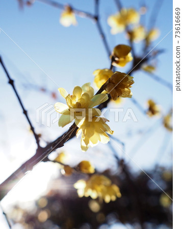 Wax plum Wax plum 73616669