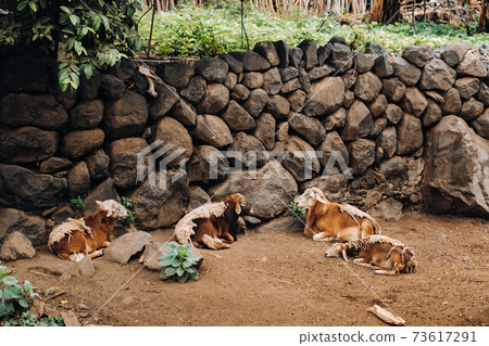 Sheep mostly rest on the island of Tenerife. Sheep in the Canary Islands 73617291
