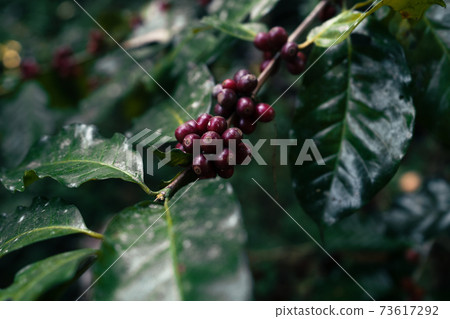 Red ripe arabica coffee under the canopy of trees in the forest,Agriculture hand picking coffee 73617292