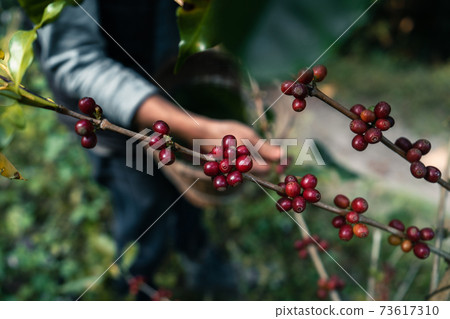Red ripe arabica coffee under the canopy of trees in the forest,Agriculture hand picking coffee Red ripe arabica coffee under the canopy of trees in the forest,Agriculture hand picking coffee 73617310