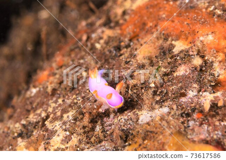 巴厘島董裡的一種Shinobiiroumiushi，第1部分③ 73617586