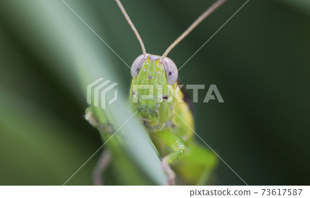 Inago Inago幼蟲模糊Kakurenbo麵糊 73617587