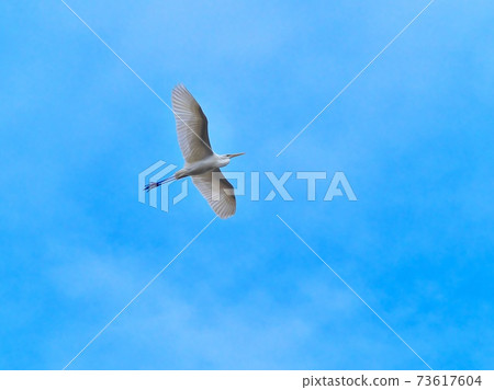 Great egret flying calmly in the sky 73617604