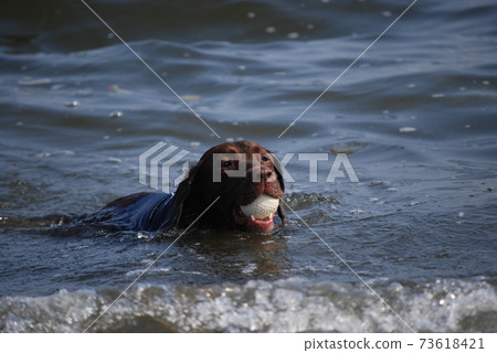 Dog swimming in the sea Dog swimming in the sea 73618421