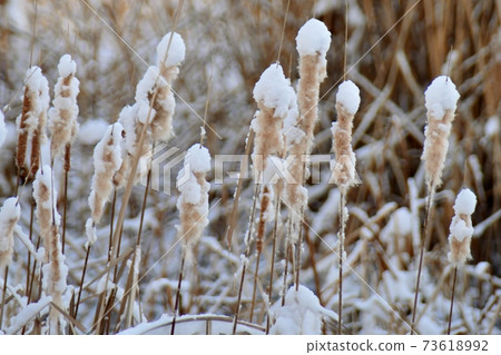Snow on fluffy cattail ears 73618992