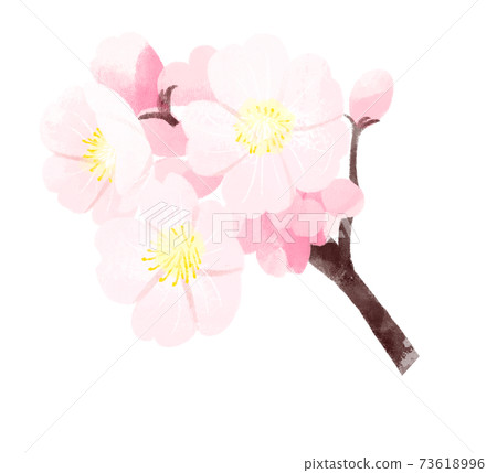 櫻花 櫻花 73618996