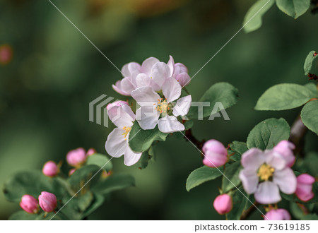 Beautiful, pink and white Apple blossom, in bloom in the Springtime Beautiful, pink and white Apple blossom, in bloom in the Springtime 73619185