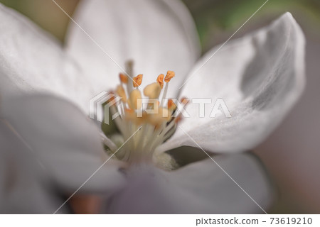 Close up of an Apple blossom, in full bloom.	 73619210