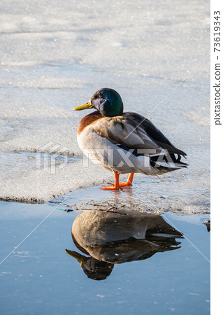 Mallard male on ice 73619343