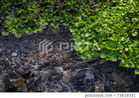 Ogawajisha and watercress 73619381