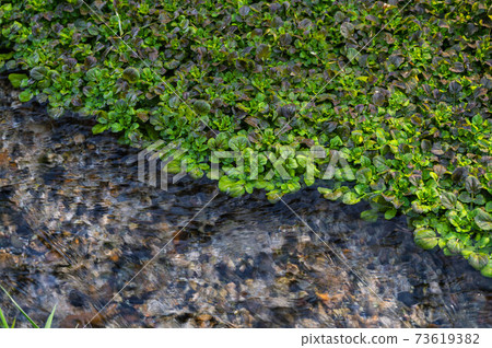Watercress on the river of spring water 73619382