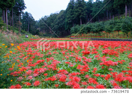 東京都大分市秋霞山自然公園Higanbana 東京都大分市秋霞山自然公園Higanbana 73619478