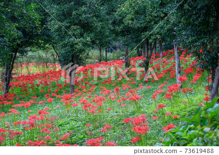 Ome City, Tokyo Autumn Kasumikyuryo Natural Park Cluster amaryllis 73619488