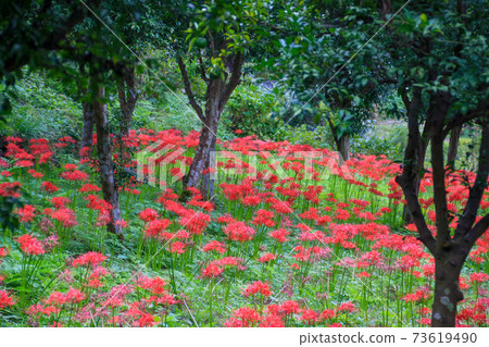 Ome City, Tokyo Autumn Kasumikyuryo Natural Park Cluster amaryllis Ome City, Tokyo Autumn Kasumikyuryo Natural Park Cluster amaryllis 73619490