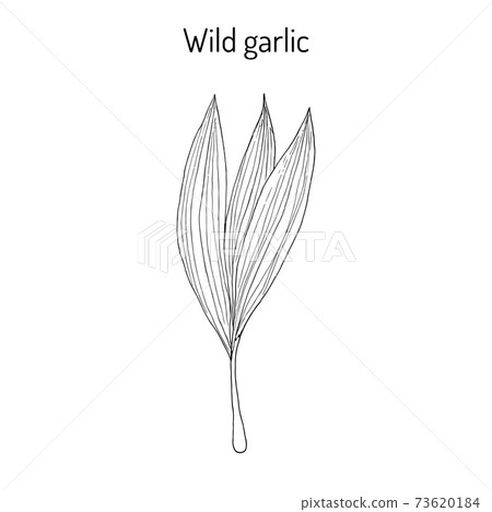 Wild leek, bear garlic Allium ursinum , or ramsons, buckrams, medicinal plant Wild leek, bear garlic Allium ursinum , or ramsons, buckrams, medicinal plant 73620184