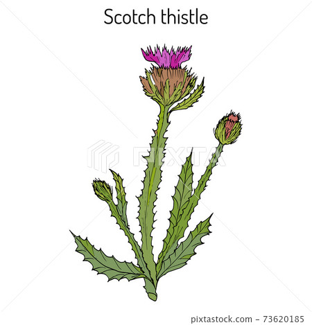Cotton or Scotch Thistle Onopordum acanthium , medicinal plant Cotton or Scotch Thistle Onopordum acanthium , medicinal plant 73620185