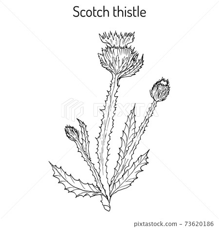 Cotton or Scotch Thistle Onopordum acanthium , medicinal plant Cotton or Scotch Thistle Onopordum acanthium , medicinal plant 73620186