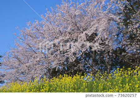 櫻花和油菜花 73620257
