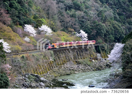 Kyoto Sakura Sagano Torokko Train Hozu Gorge 73620656