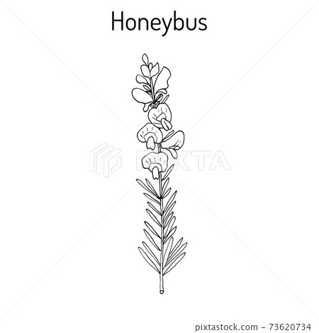 Honeybush Cyclopia intermedia , or Heuningbos, tea plant. 73620734