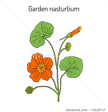 Garden nasturtium Tropaeolum majus , or Indian, or monks cress. Ornamental and medicinal plant Garden nasturtium Tropaeolum majus , or Indian, or monks cress. Ornamental and medicinal plant 73620737