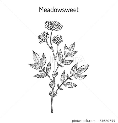 Meadowsweet Filipendula ulmaria , medicinal plant Meadowsweet Filipendula ulmaria , medicinal plant 73620755