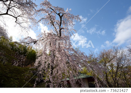 Spring in Kyoto, cherry blossoms at Tenryuji Temple Spring in Kyoto, cherry blossoms at Tenryuji Temple 73621427