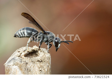 Image of black wasp on the stump on nature background. Insect. Animal. 73621524