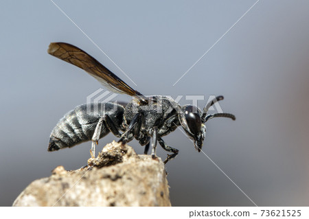 Image of black wasp on the stump on nature background. Insect. Animal. 73621525