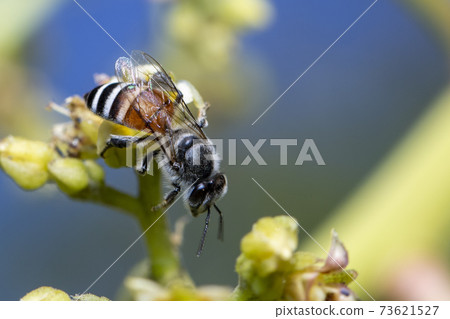 Image of little bee or dwarf bee(Apis florea) on yellow flower collects nectar on a natural background. Insect. Animal. 73621527