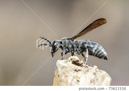 Image of black wasp on the stump on nature background. Insect. Animal. 73621530