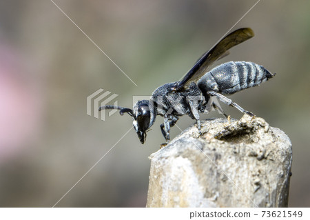 Image of black wasp on the stump on nature background. Insect. Animal. 73621549