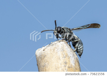 Image of black wasp on the stump on nature background. Insect. Animal. 73621556