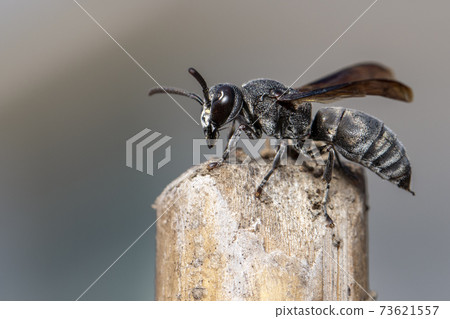 Image of black wasp on the stump on nature background. Insect. Animal. 73621557