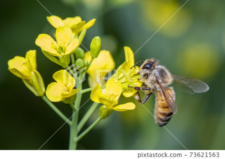 Image of bee or honeybee on flower collects nectar. Golden honeybee on flower pollen with space blur background for text. Insect. Animal. 73621563