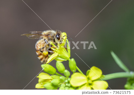 Image of bee or honeybee on flower collects nectar. Golden honeybee on flower pollen with space blur background for text. Insect. Animal. 73621575
