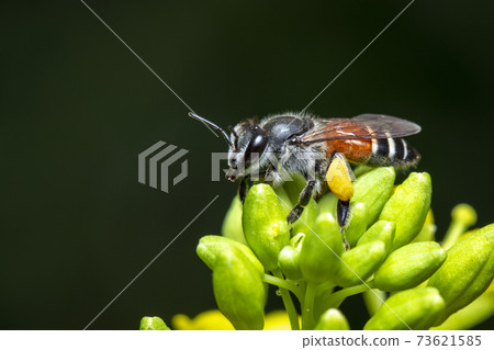 Image of little bee or dwarf bee(Apis florea) on yellow flower collects nectar on a natural background. Insect. Animal. 73621585
