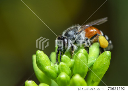 Image of little bee or dwarf bee(Apis florea) on yellow flower collects nectar on a natural background. Insect. Animal. 73621592