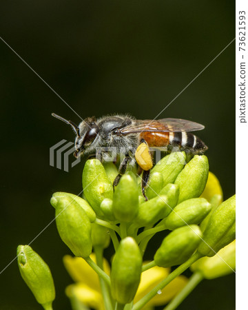 Image of little bee or dwarf bee(Apis florea) on yellow flower collects nectar on a natural background. Insect. Animal. 73621593