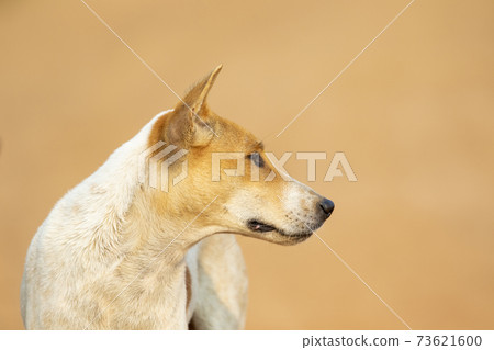 Image of Brown and white striped dog on nature background. Animal. Pet. 73621600