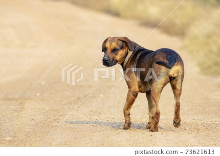 Image of brown dog on nature background. Animal. Pet. Image of brown dog on nature background. Animal. Pet. 73621613