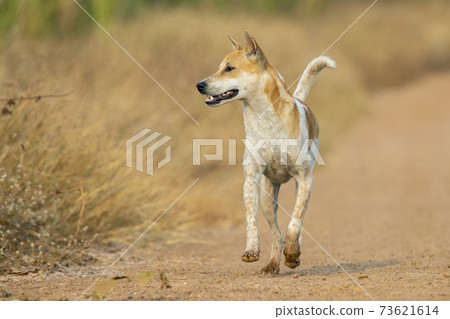 Image of Brown and white striped dog on nature background. Animal. Pet. Image of Brown and white striped dog on nature background. Animal. Pet. 73621614
