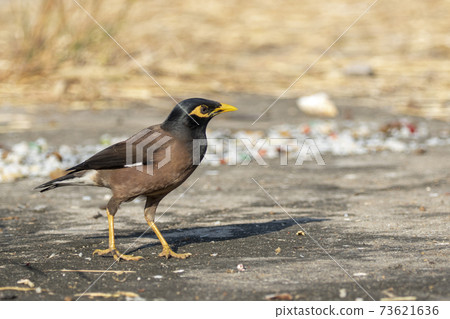 Image of mynas bird on nature background. Animal. Image of mynas bird on nature background. Animal. 73621636